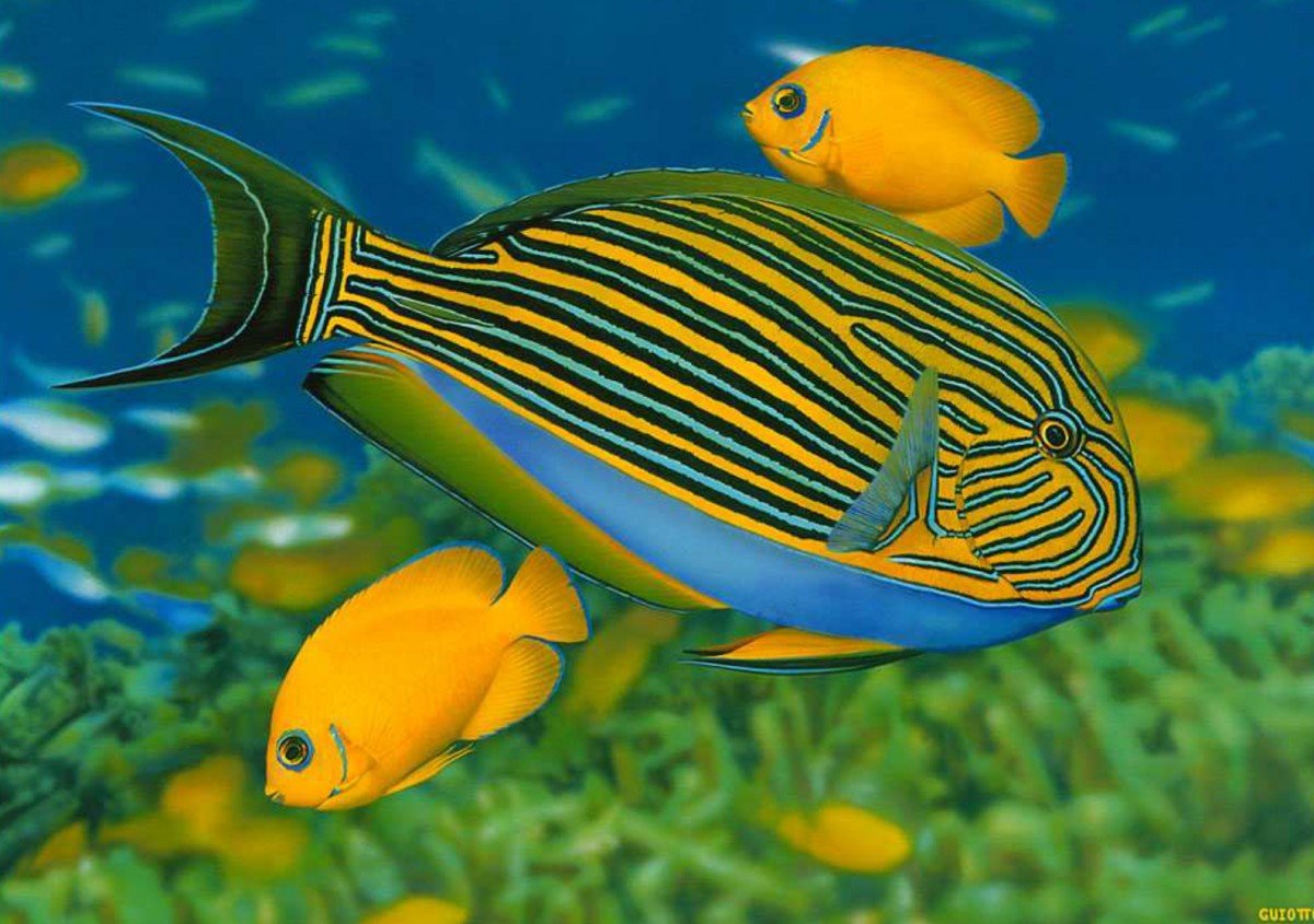 Морской СЛИЗНЯК Голожаберник