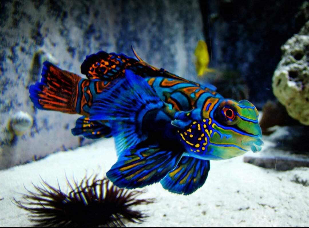 Аквариумная рыбка Мандаринка