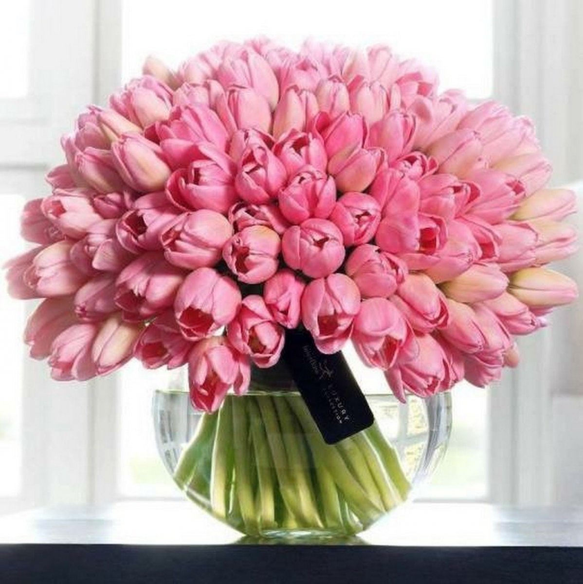 Тюльпан суррендер