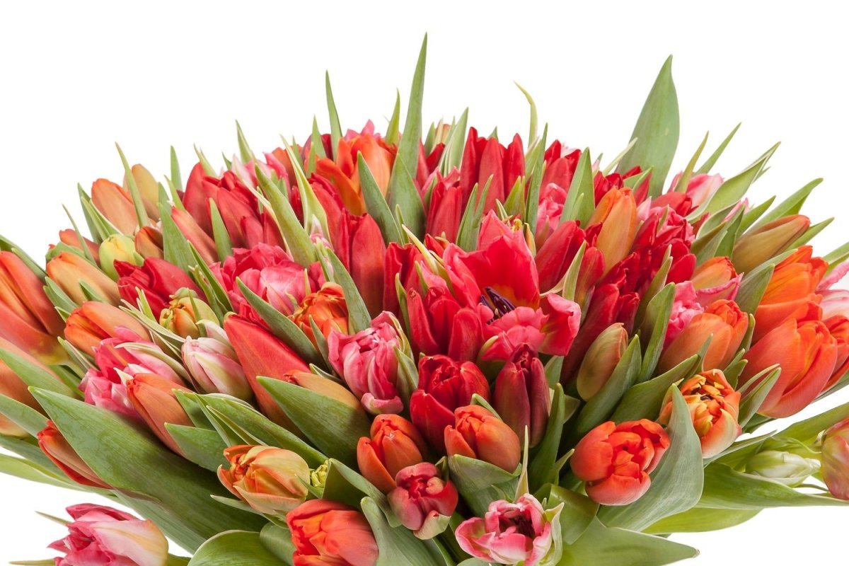 Букетище тюльпанов