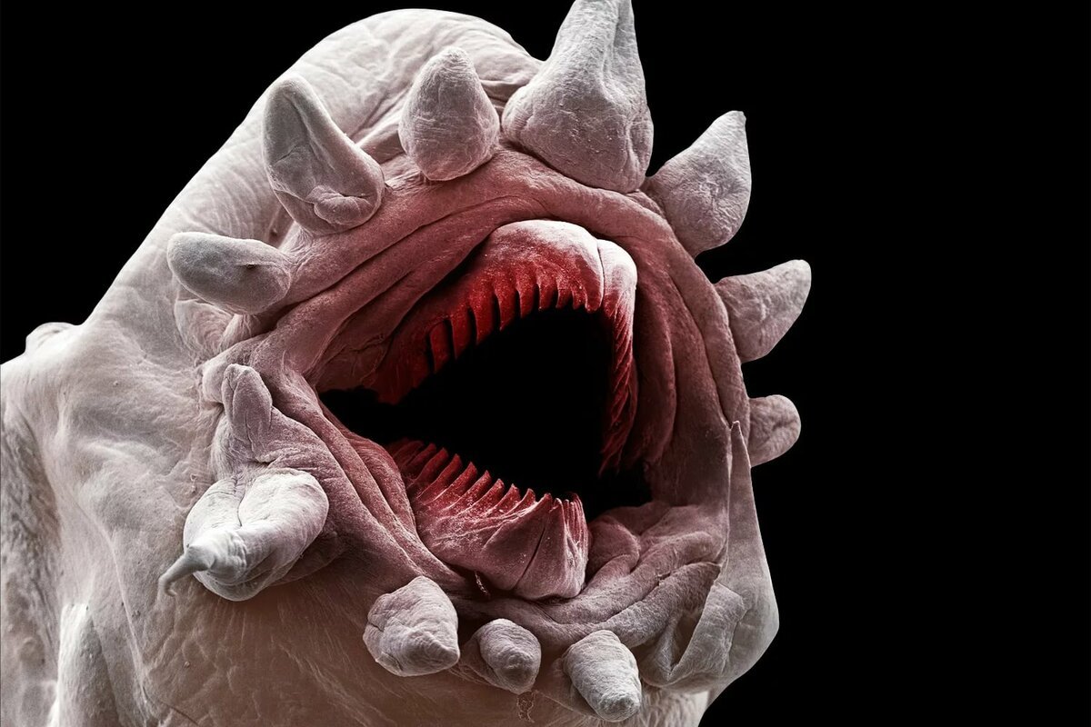 Микроскопический смех Мем