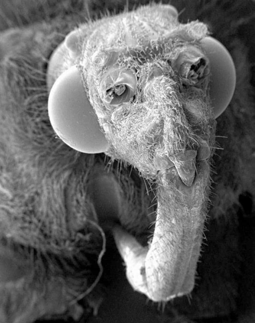 Лобковые вши под микроскопом