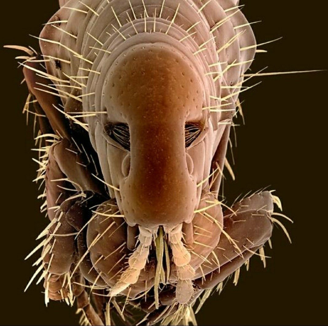 Астраханская мошка под микроскопом