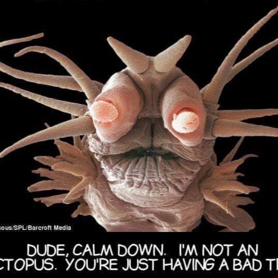 Морская полихета под микроскопом