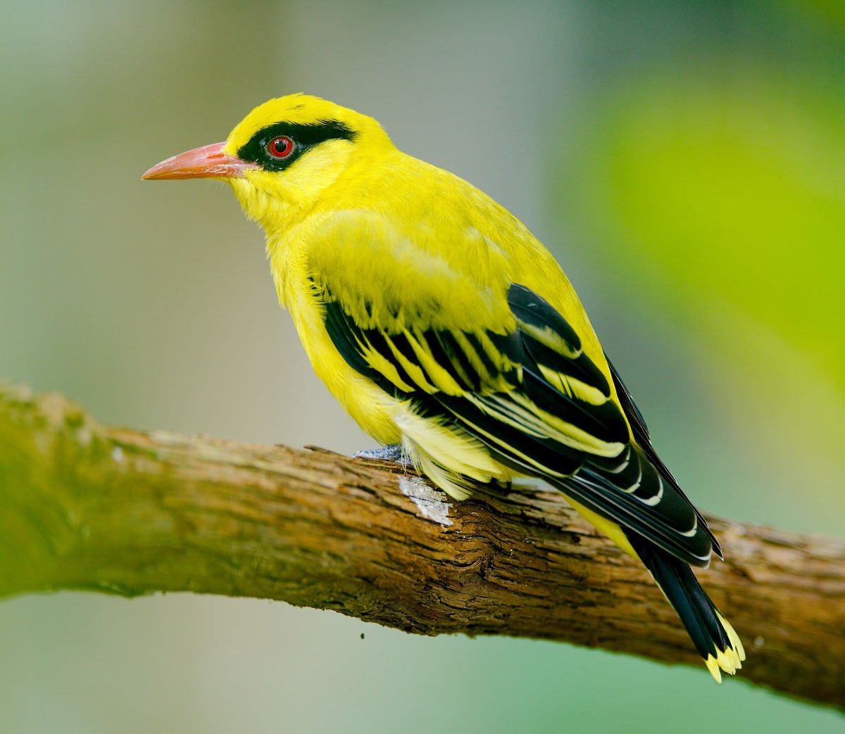 Африканская черноголовая Иволга