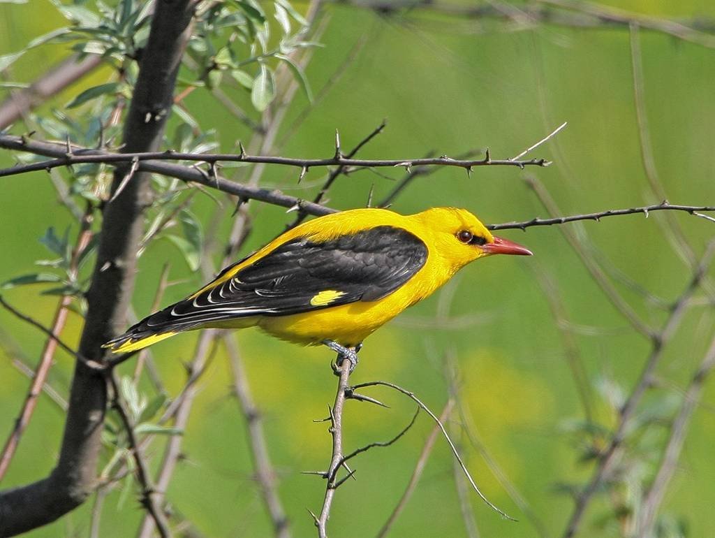 Иволга Перелетная птица