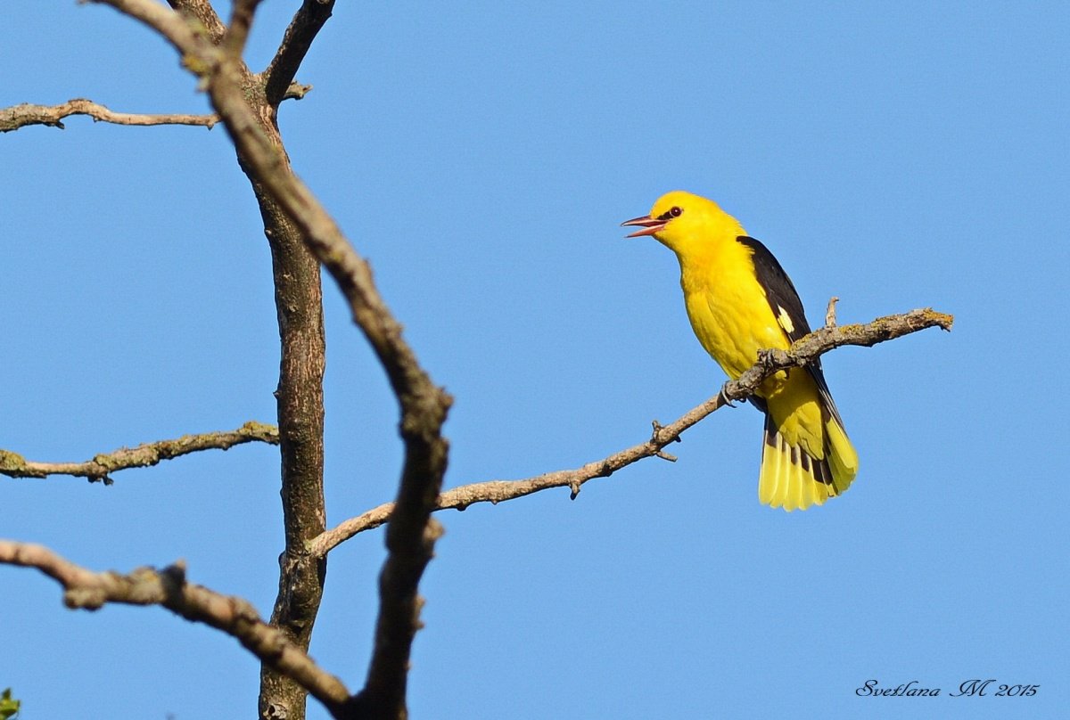 Иволга птица пение