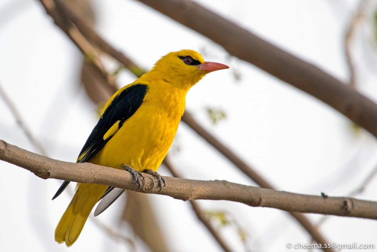 Иволга птица Владивосток