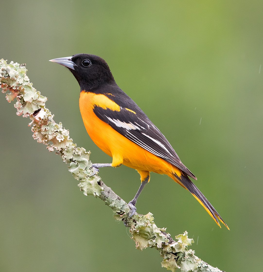 Черно желтая птица