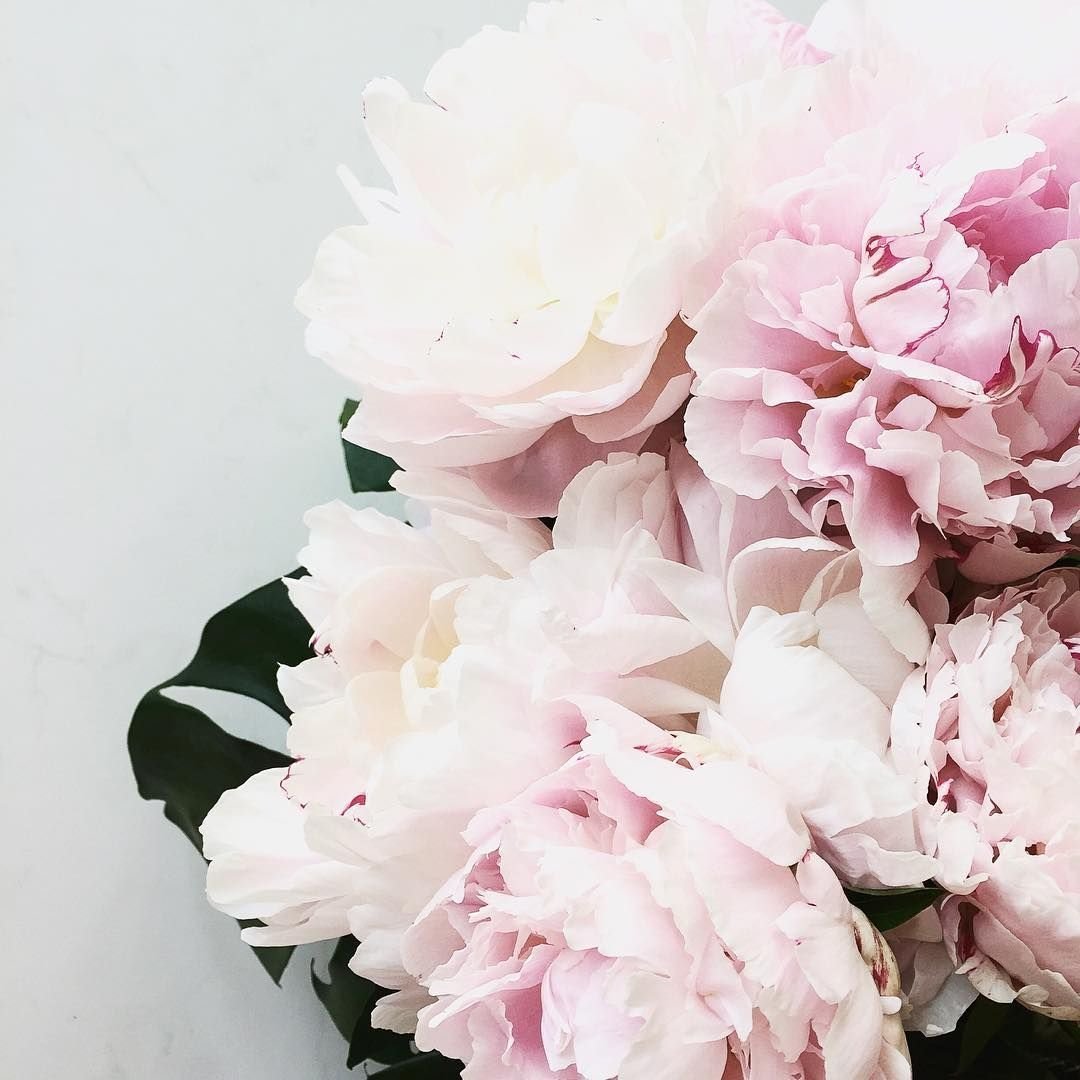 Цветы Минимализм пионы