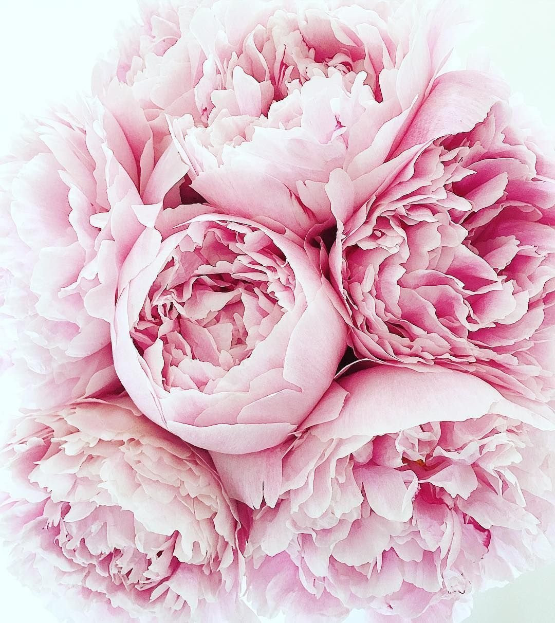 Пионы франсаотеr'АТ