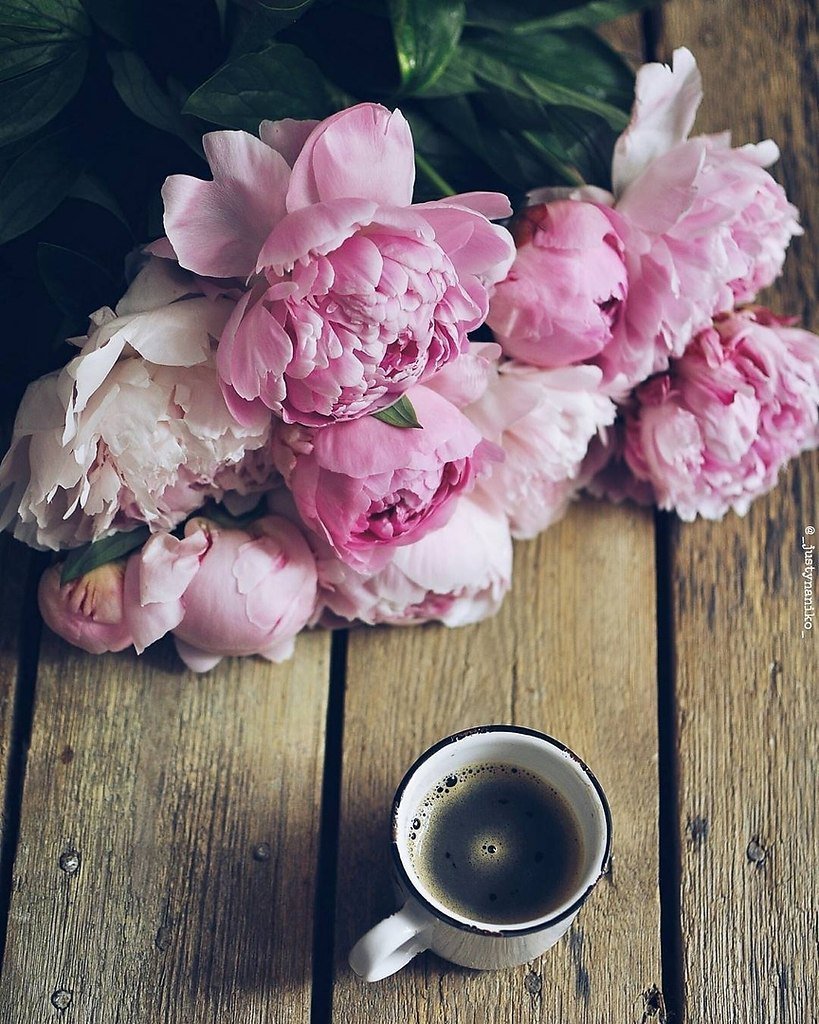 Пионы букет Эстетика