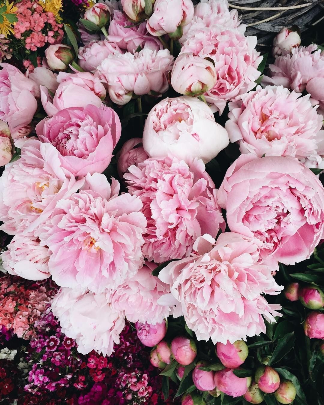 Пион Эденс Парфюм фото