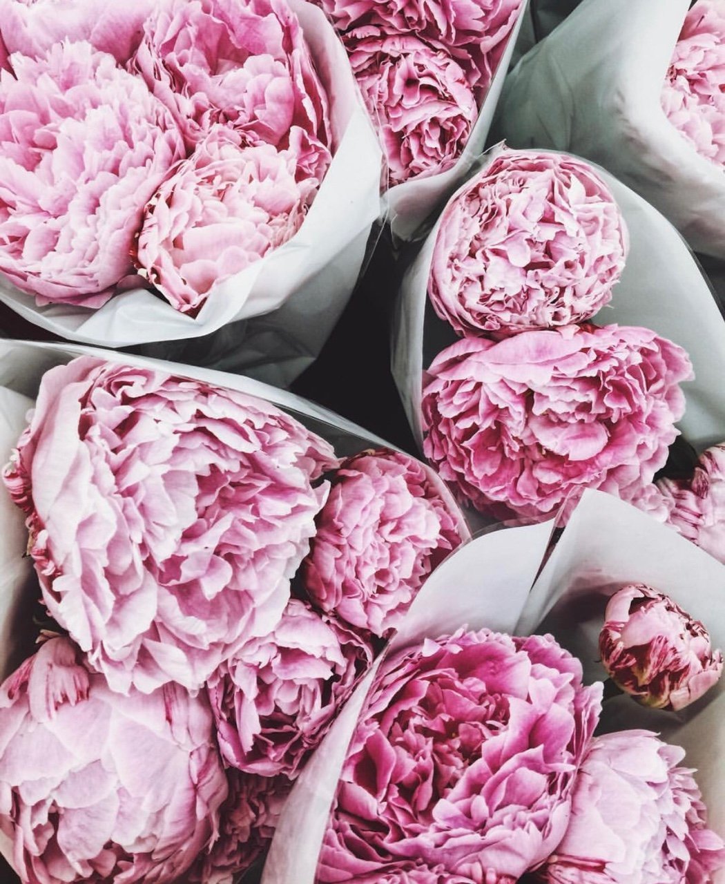 Пионы Пинтерест