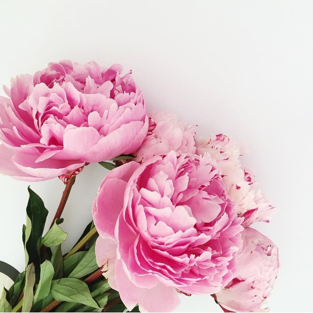 Пионы Розмари