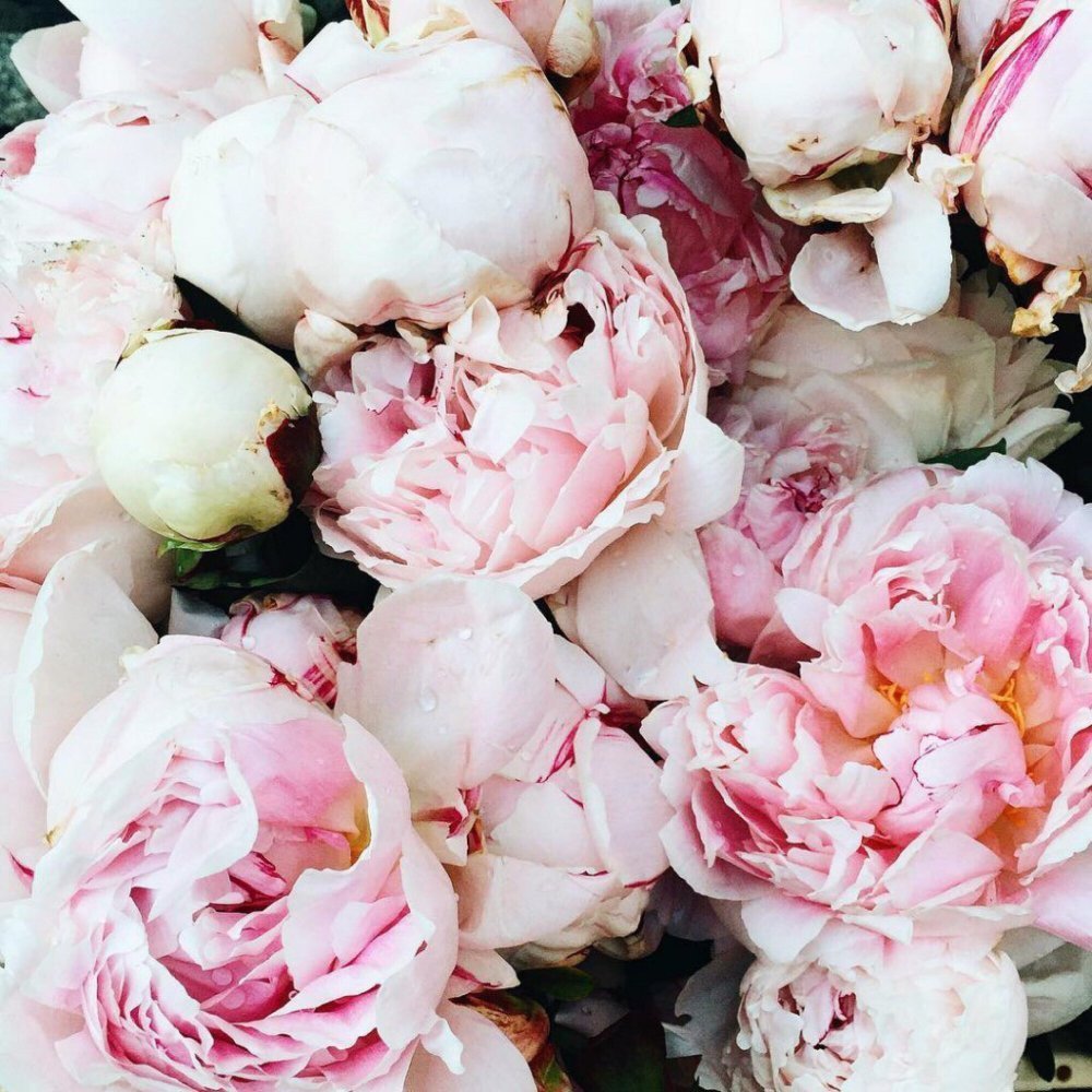 Пионы букет Эстетика