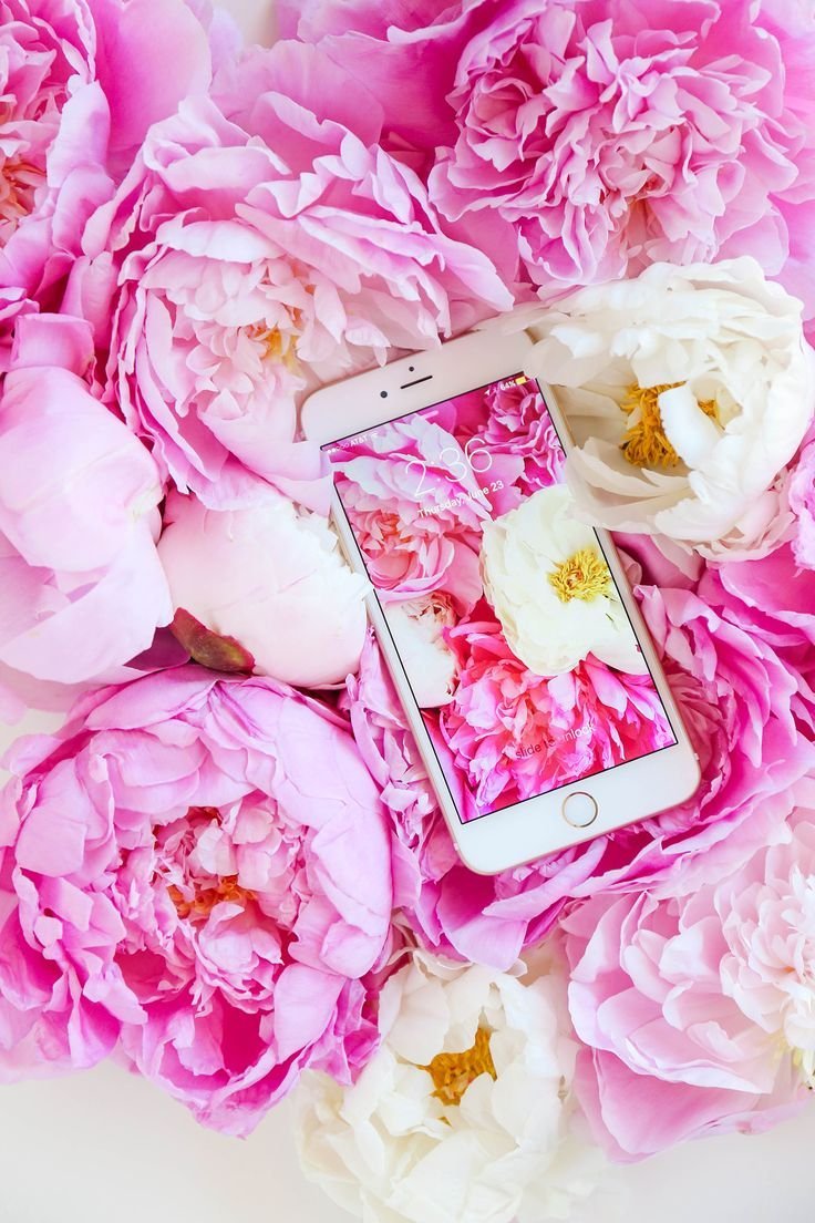 Пиони Пинк / Peony