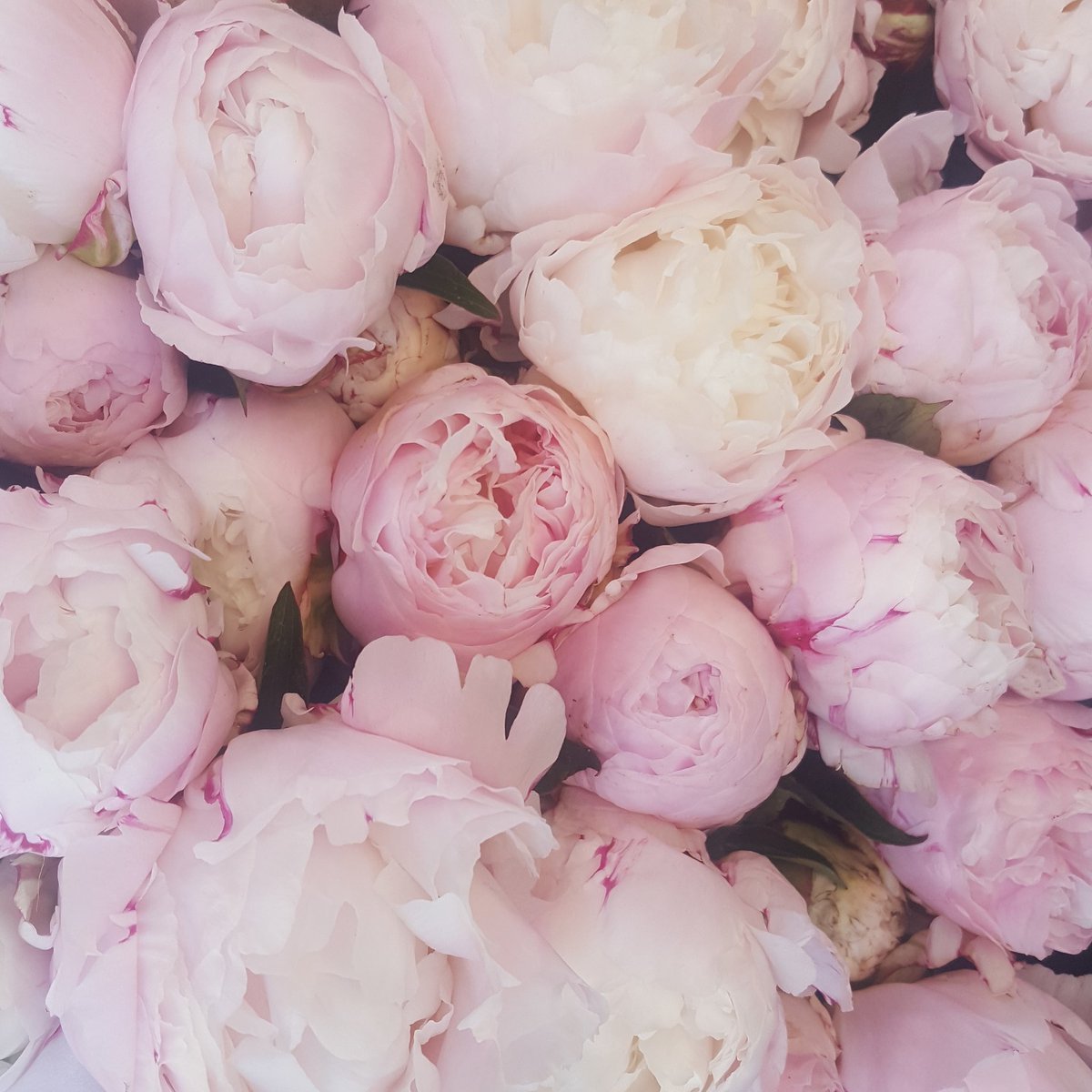 Бледные пионы