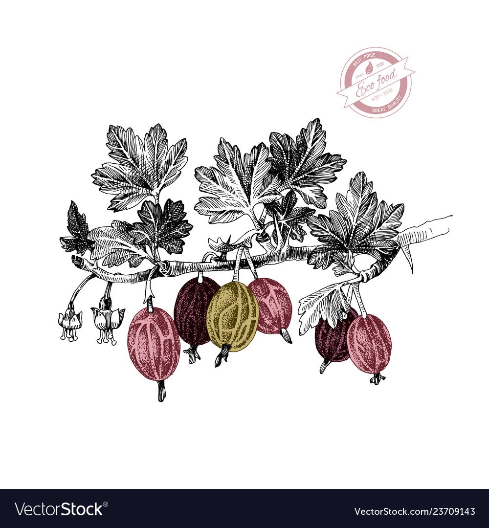 Крыжовник ягода