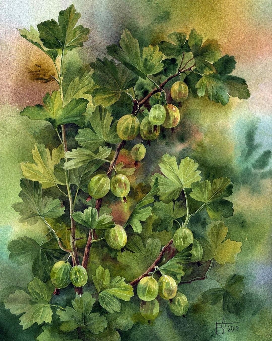 Лист крыжовника на белом фоне