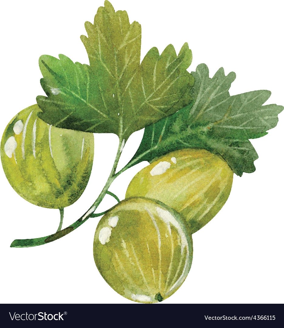 Крыжовник на белом фоне