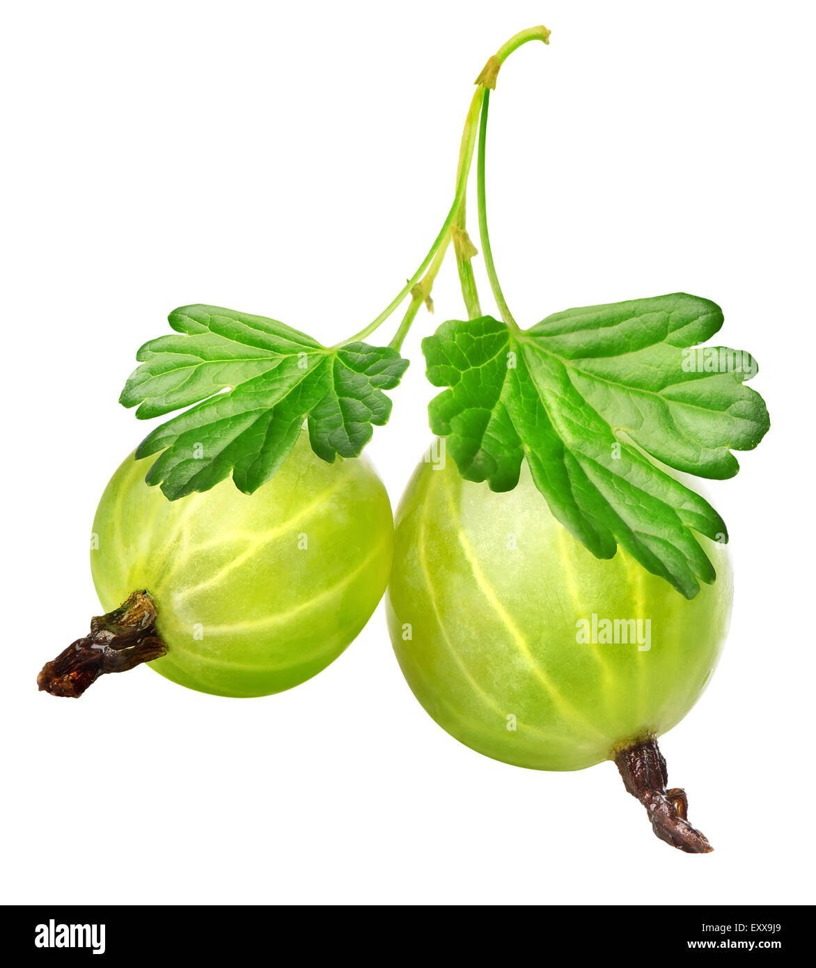 Крыжовник на белом фоне