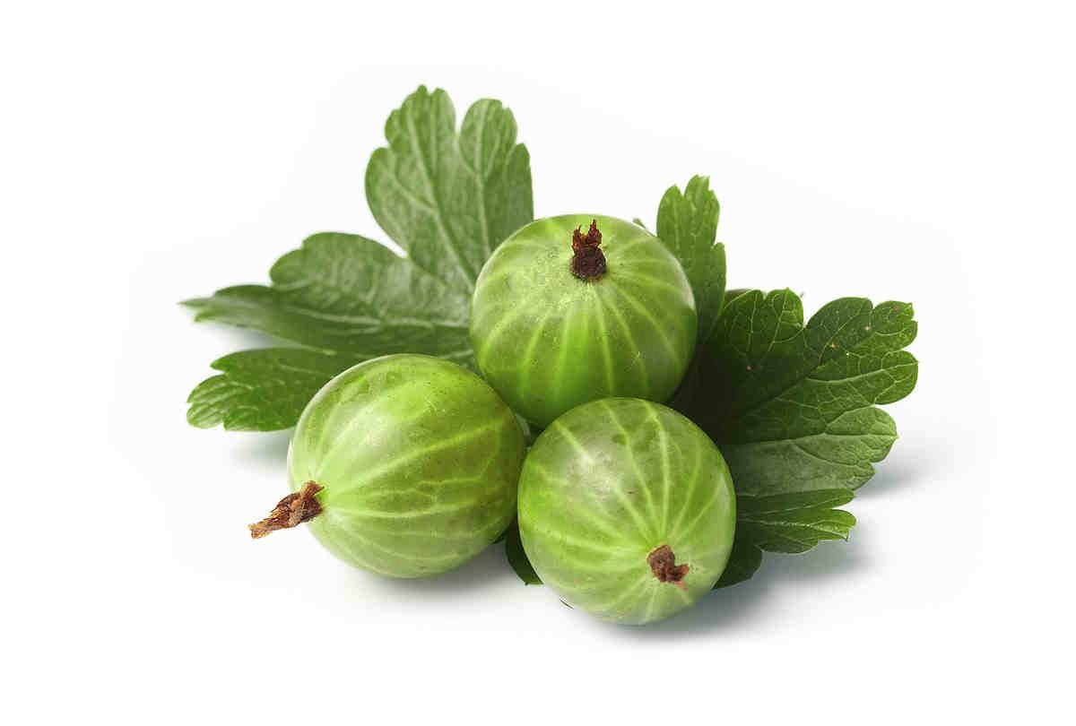 Куст крыжовника вектор