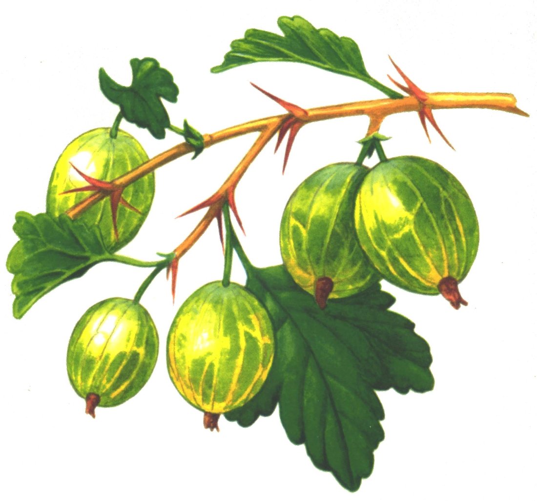 Куст крыжовника рисунок