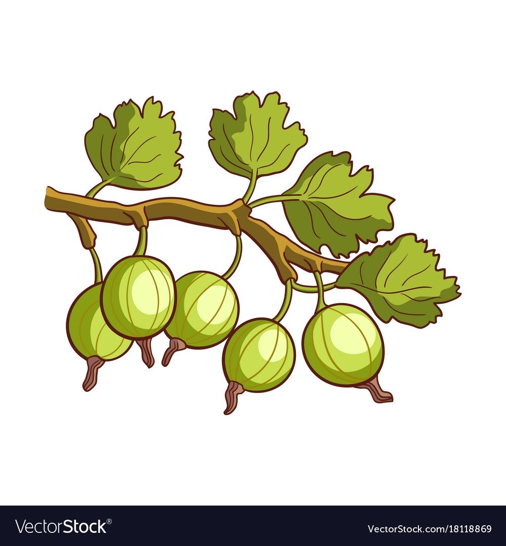 Крыжовник стилизация