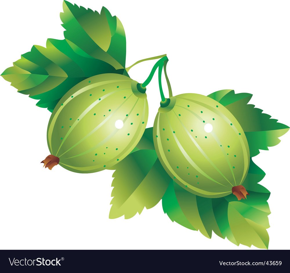 Куст крыжовника вектор