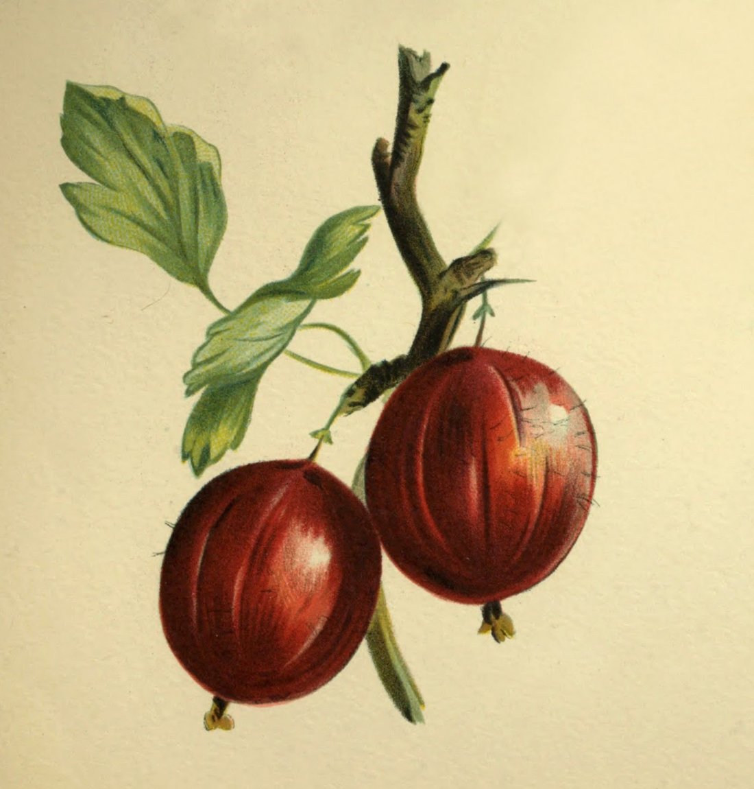 Крыжовник ягода