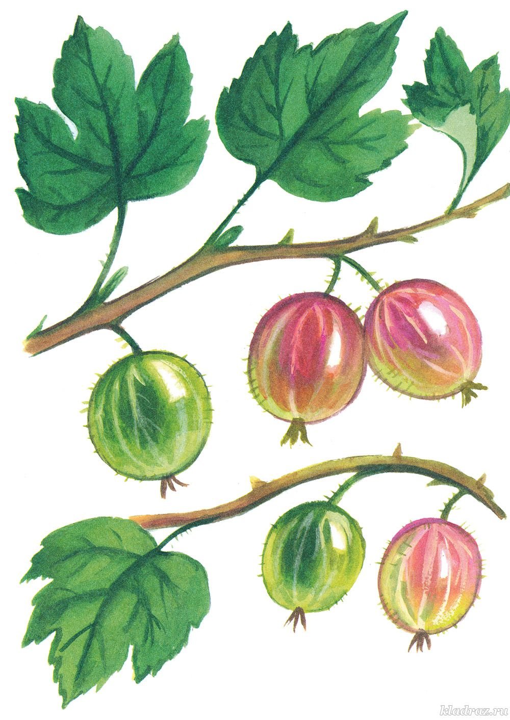 Крыжовник в разрезе