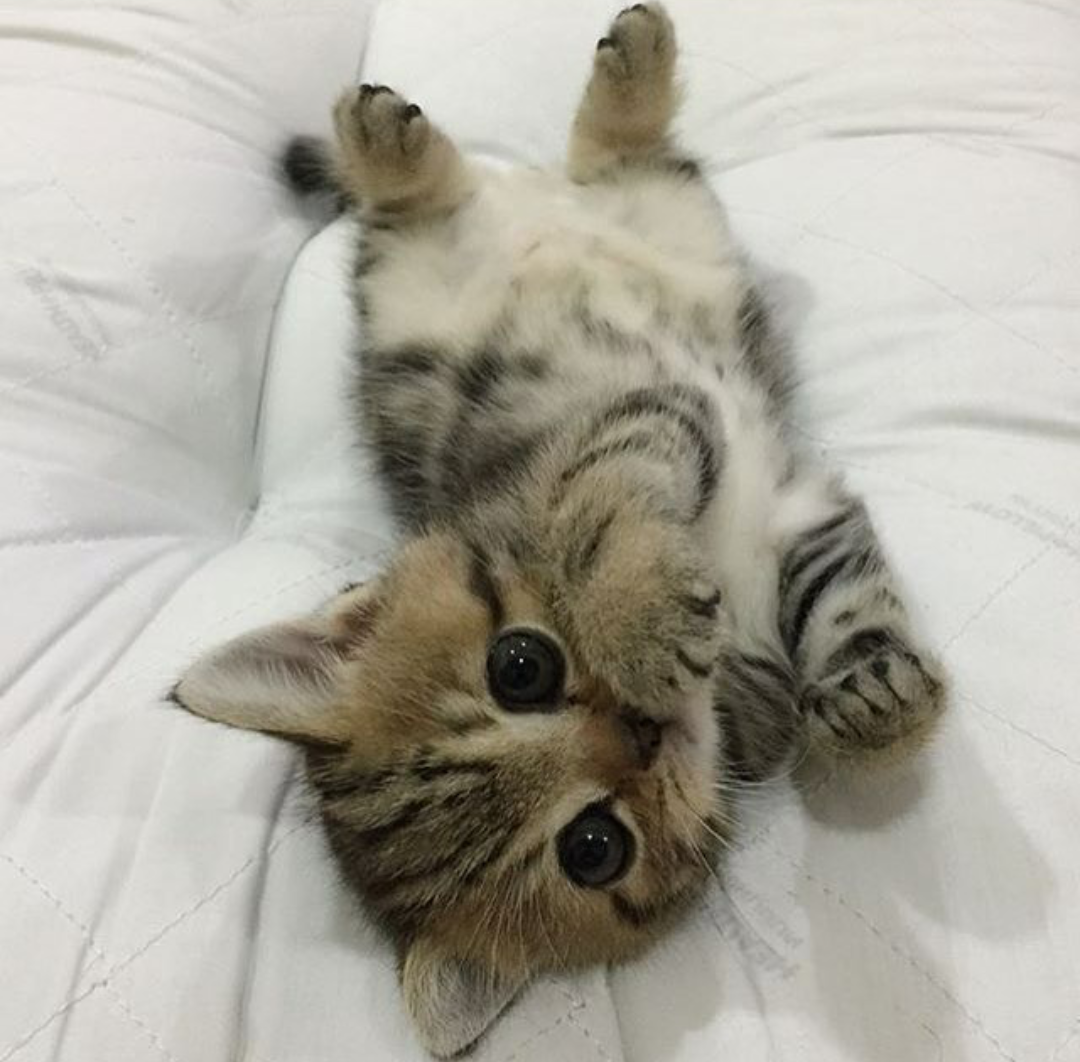 Котенок милаха