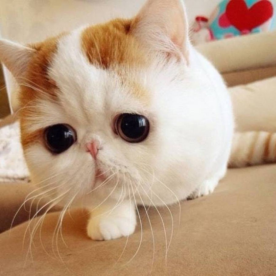 Экзотическая короткошерстная Снупи