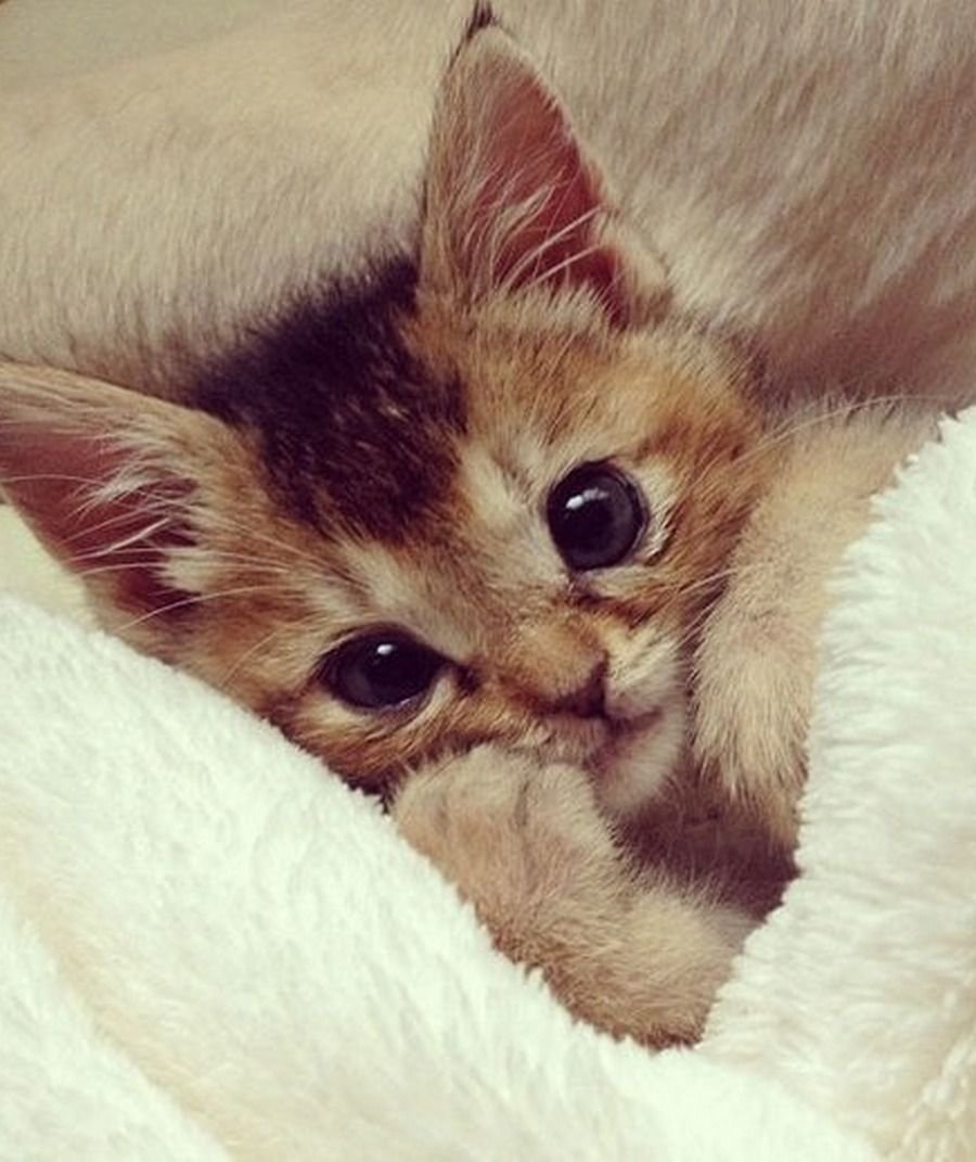 Котики с милыми надписями