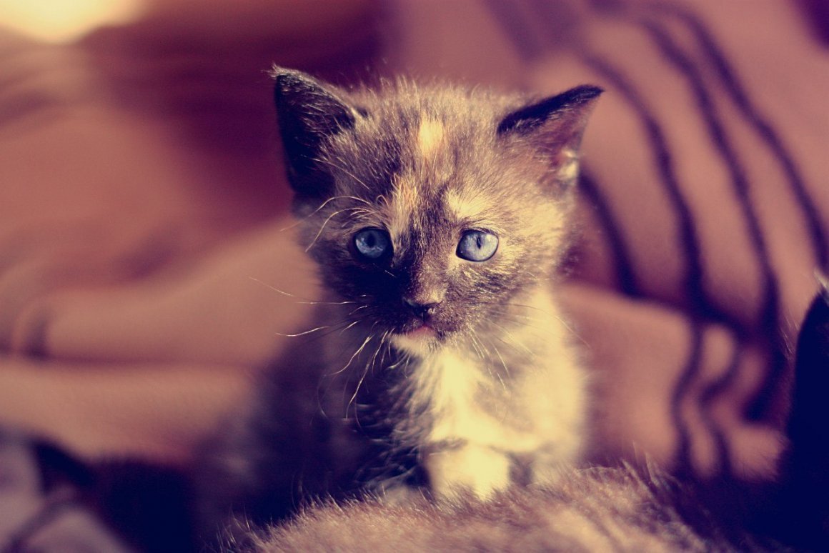 Няшные котики