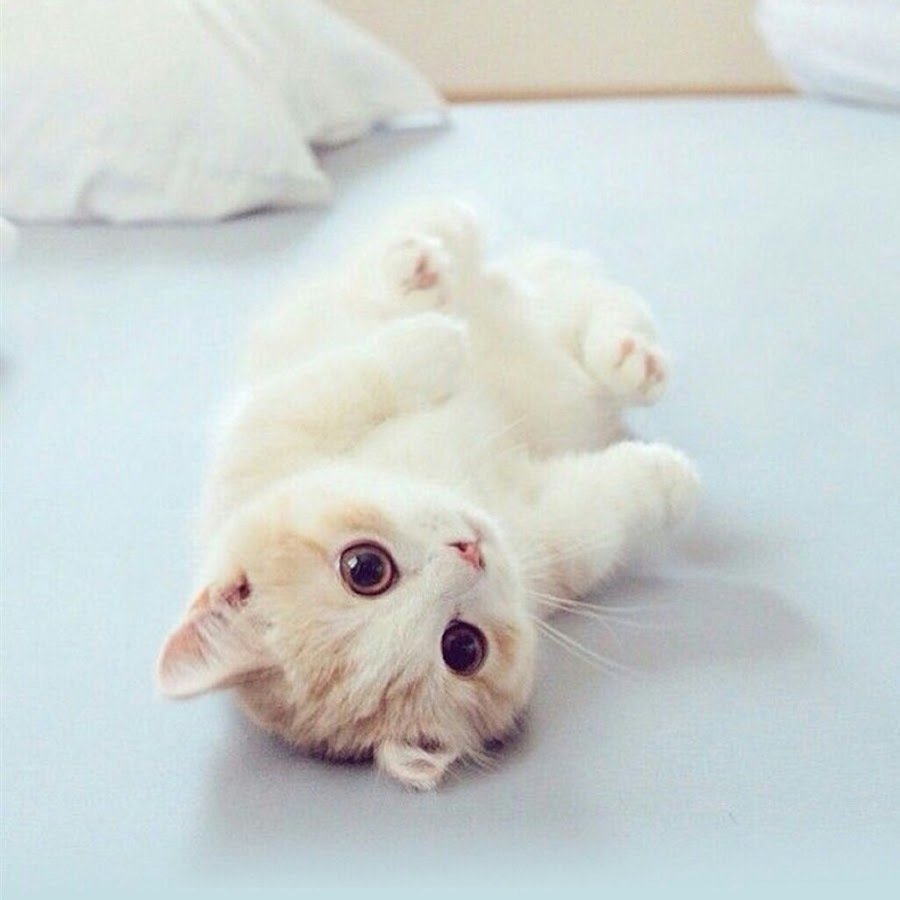 Ми ми котята