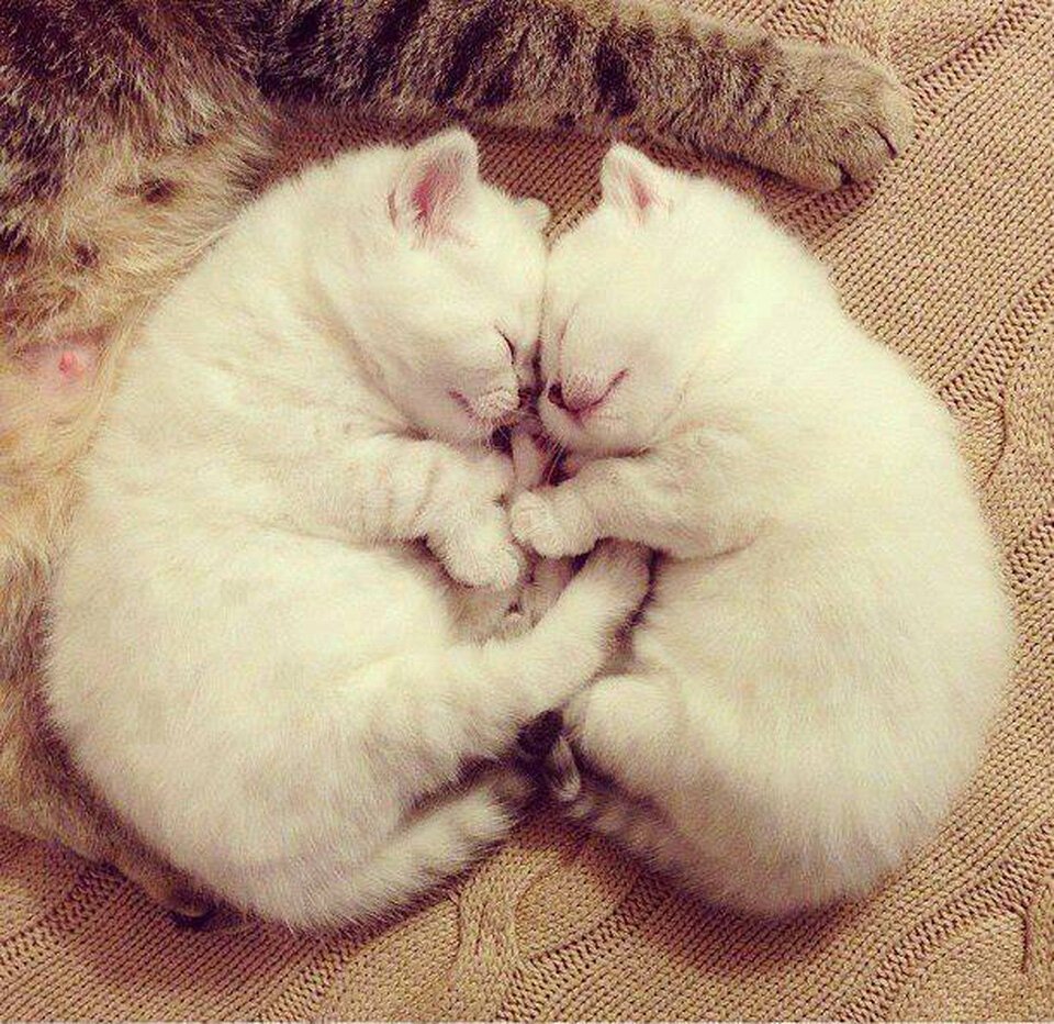 Кошки милота