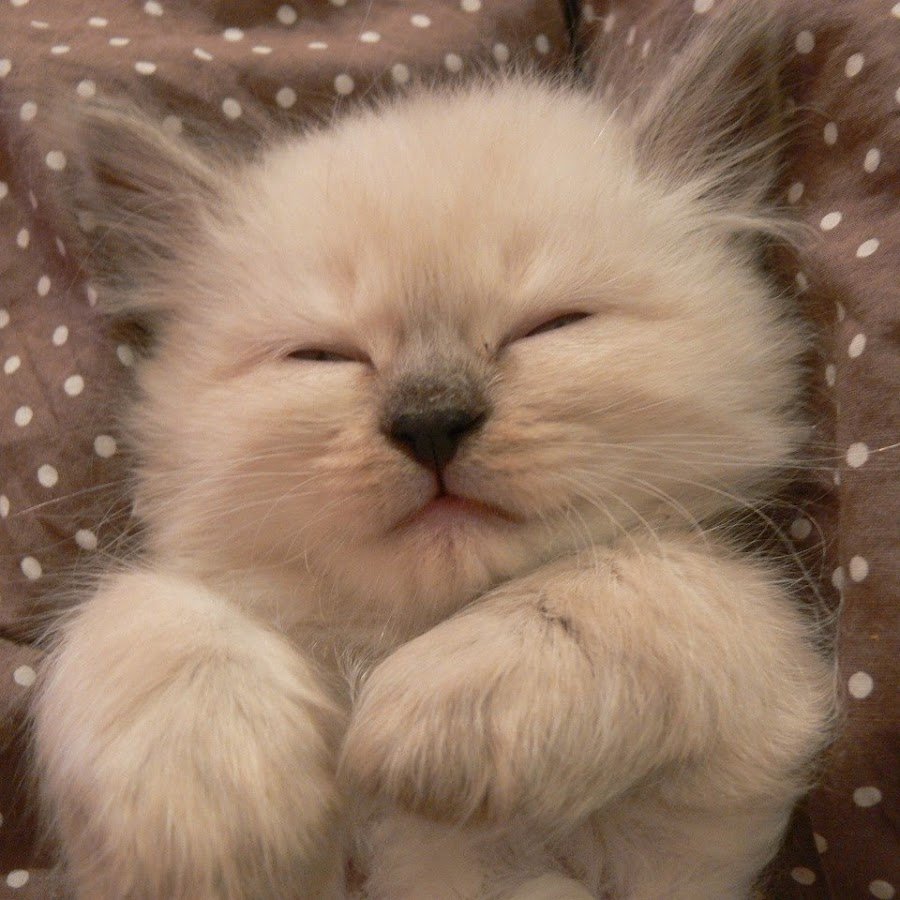 Милые котики