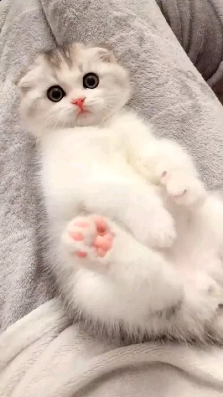 Кошки маленькие милые