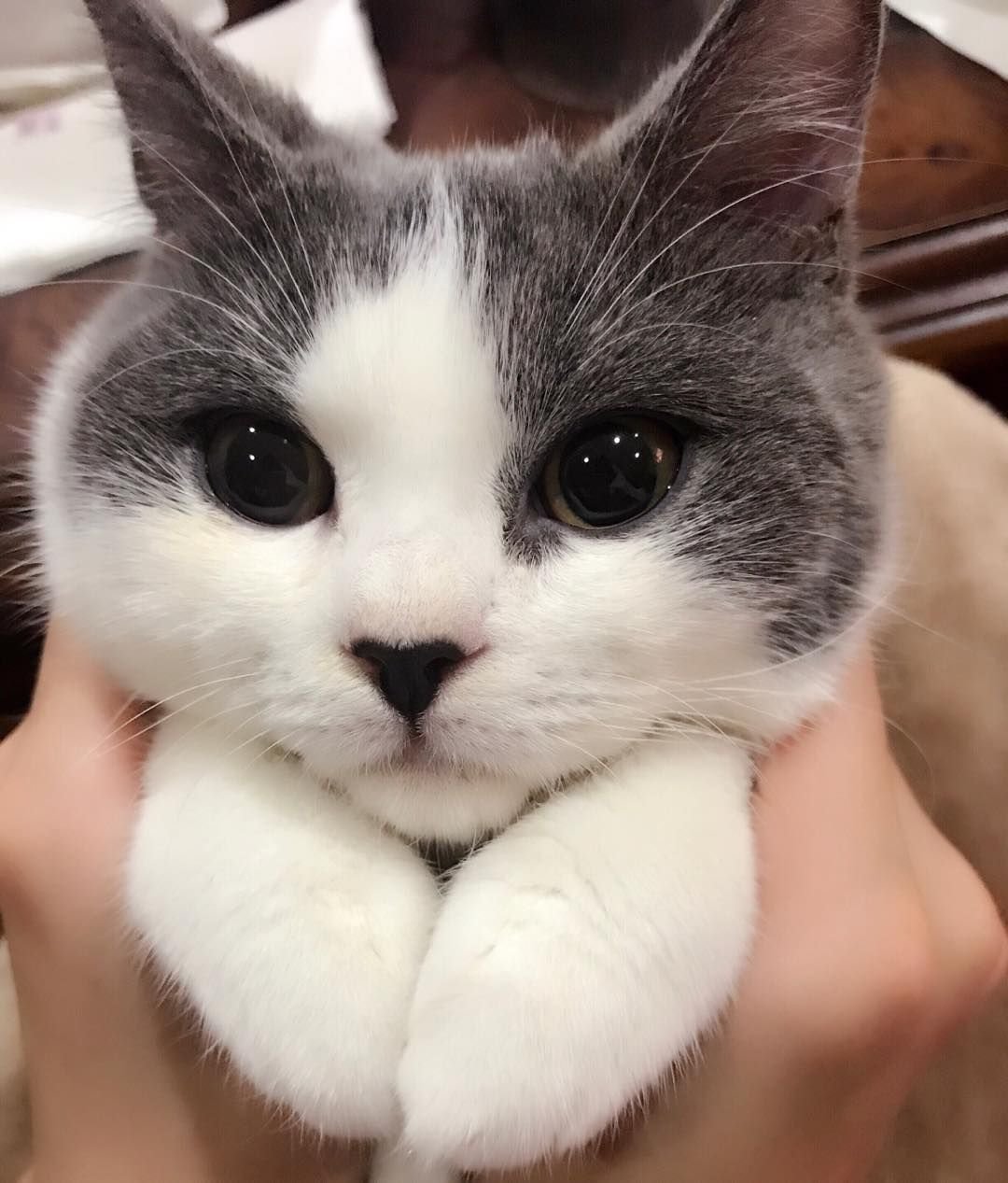 Няшные котята