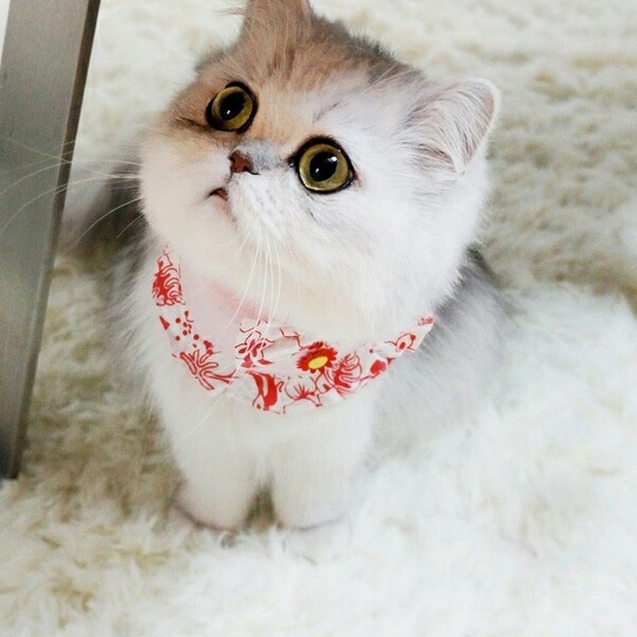 Кошки Беби фейс