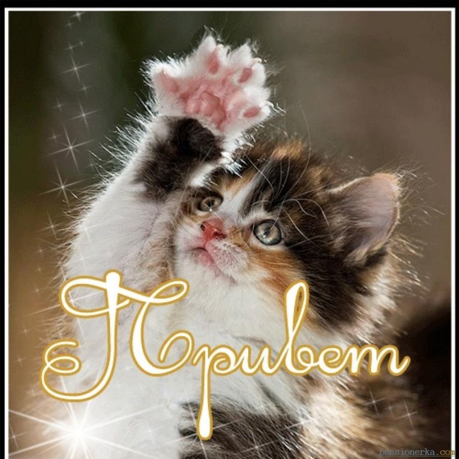 Привет котенок