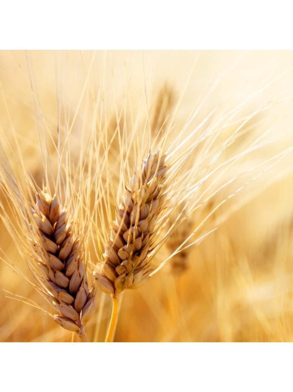 Колосок зерно