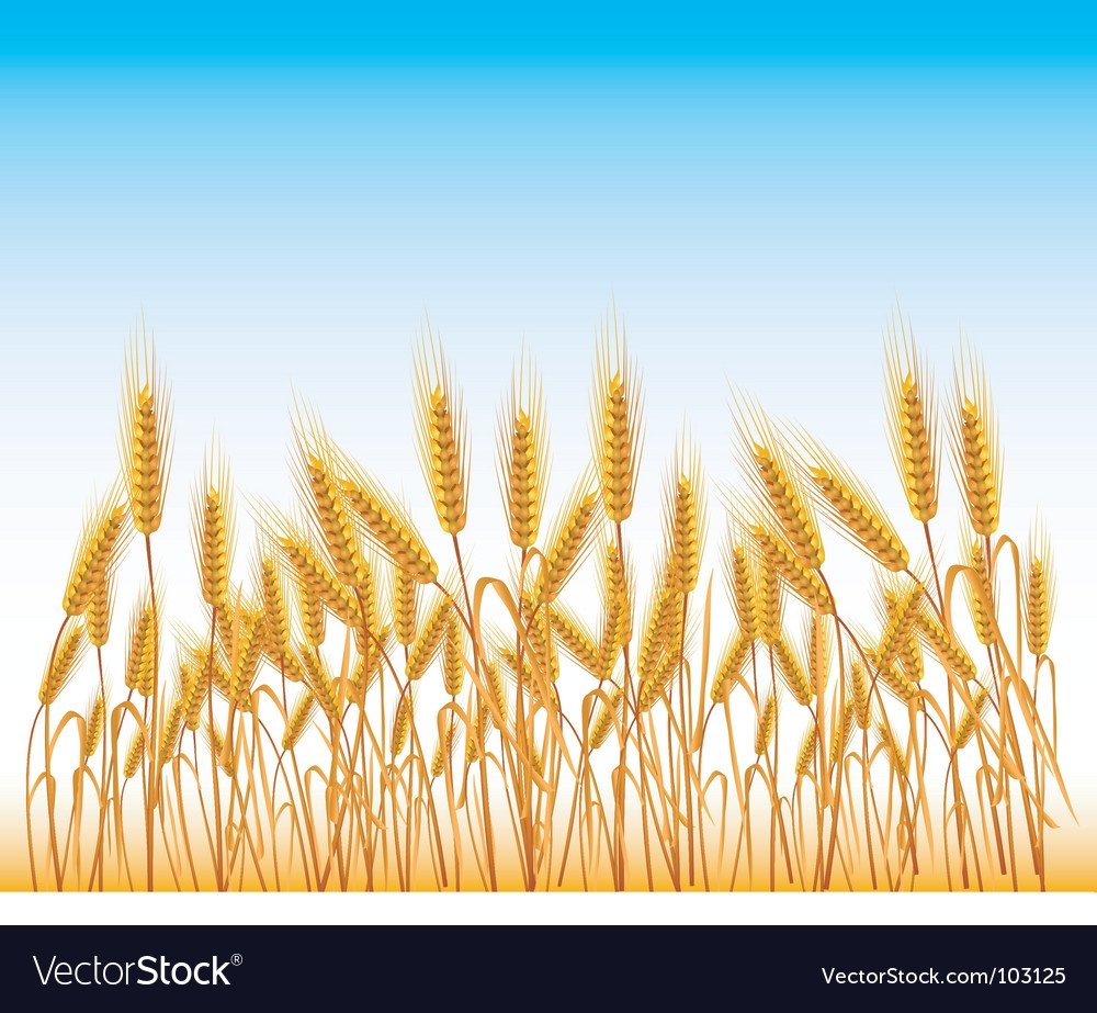 Поле пшеницы