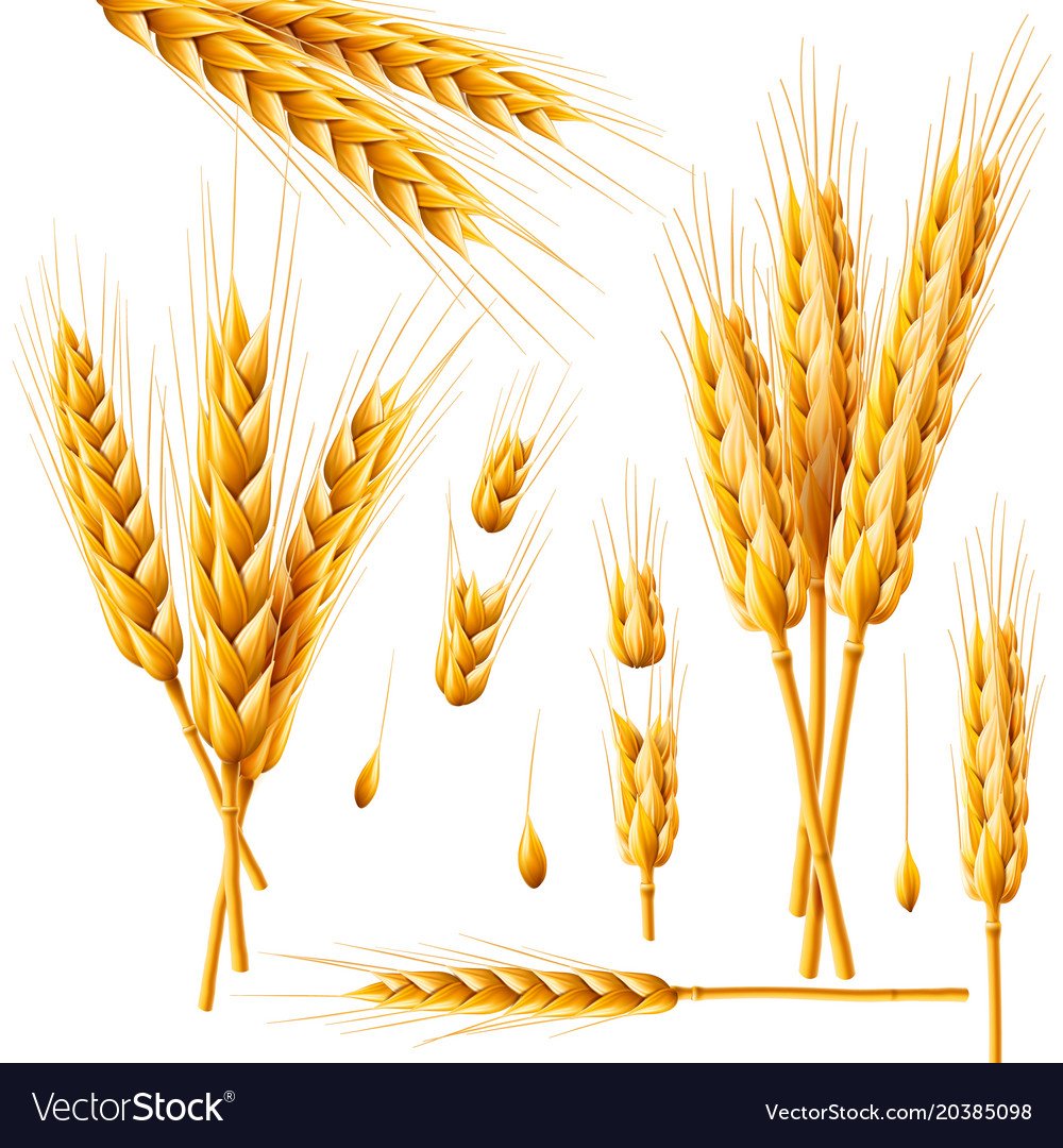 Колосок пшеницы и зёрнышко