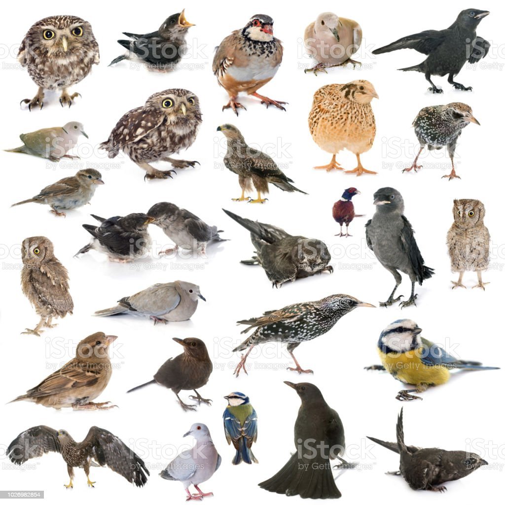 Разноцветные птички для малышей для игр