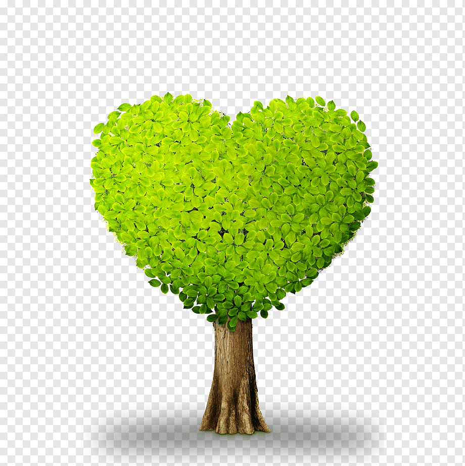 Летнее дерево на прозрачном фоне