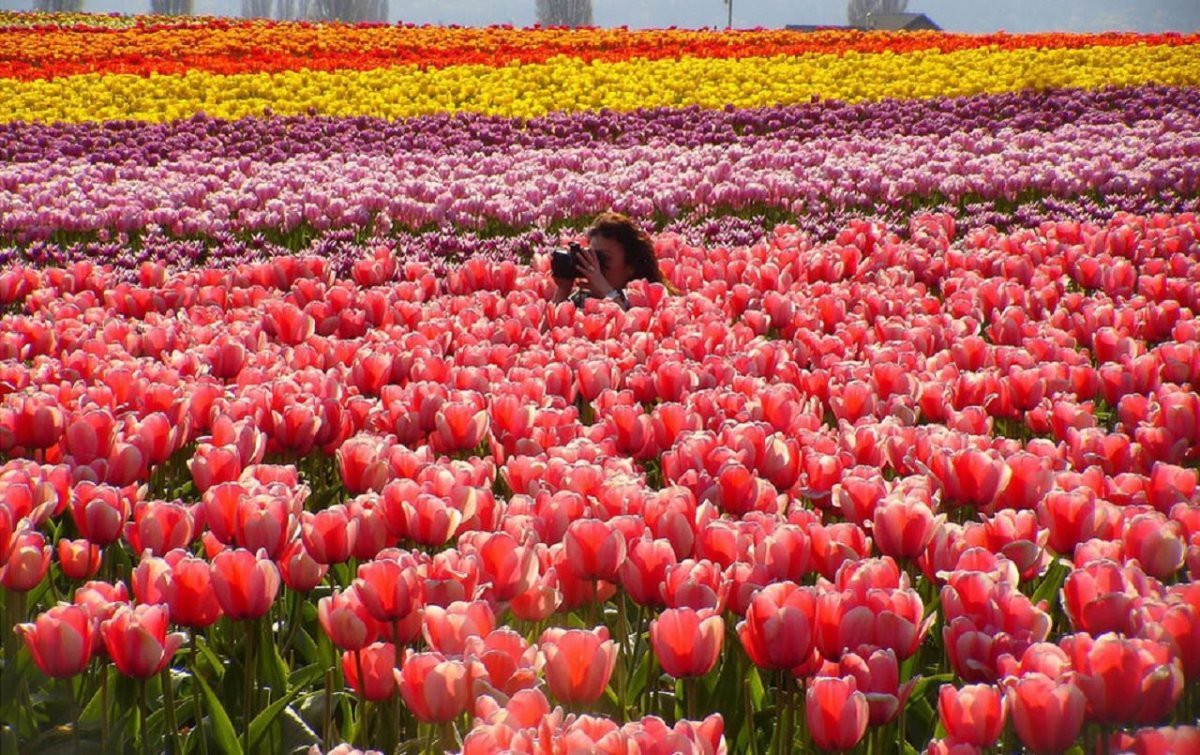 Кекенхоф парад тюльпанов