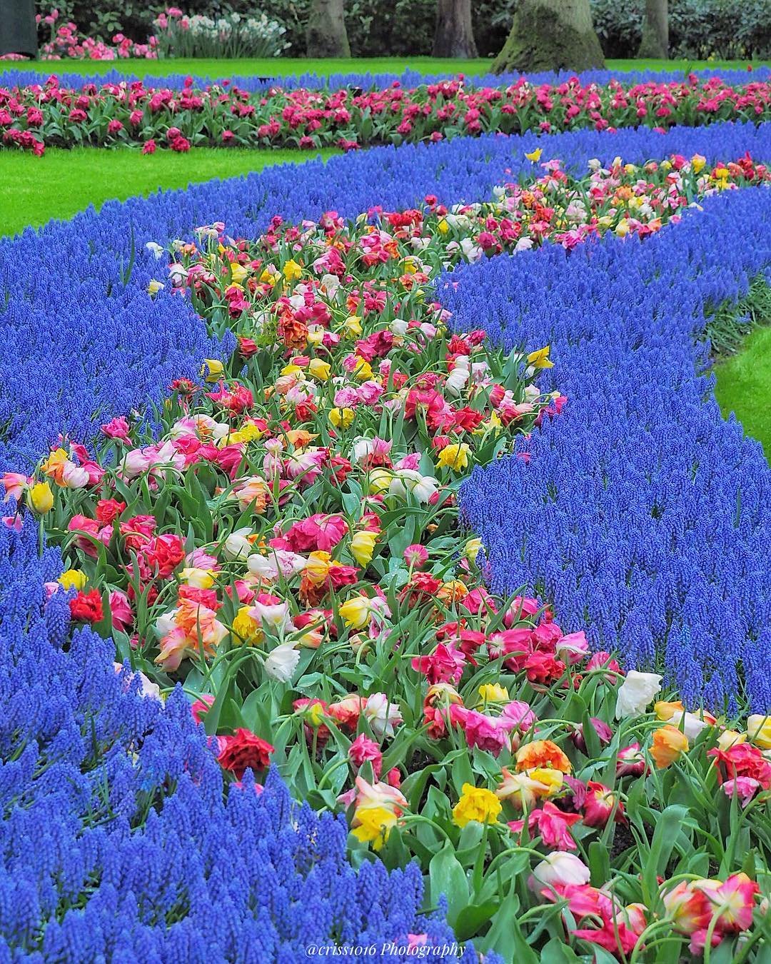 Красивые цветы